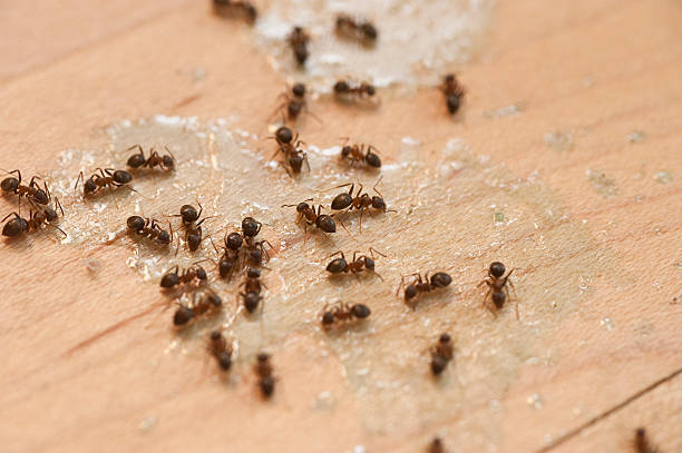 Best Commercial Pest Control Services  in Sherrill, NY